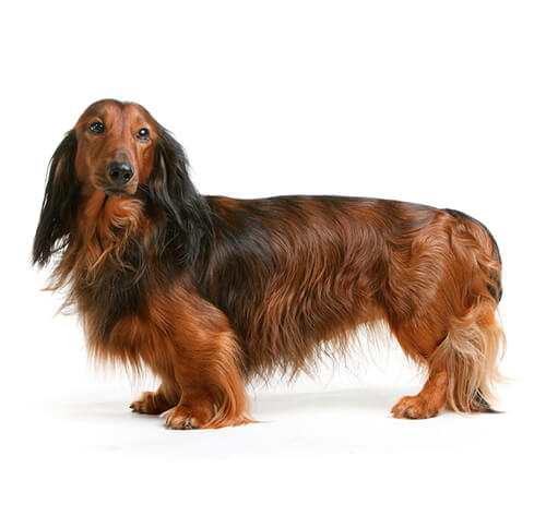 Big sales sausage dog